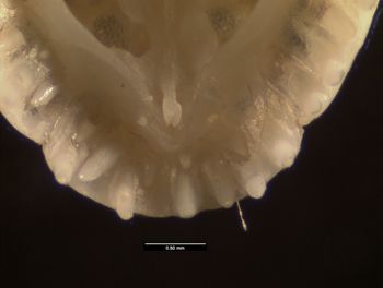 Media type: image;   Herpetology R-119711